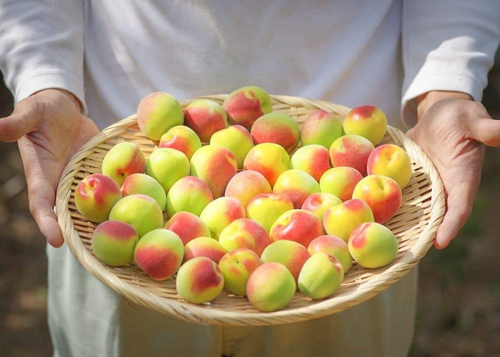 【和歌山県みなべ町】日本一の梅の産地・世界農業遺産認定地域～梅収穫ワーケーション～