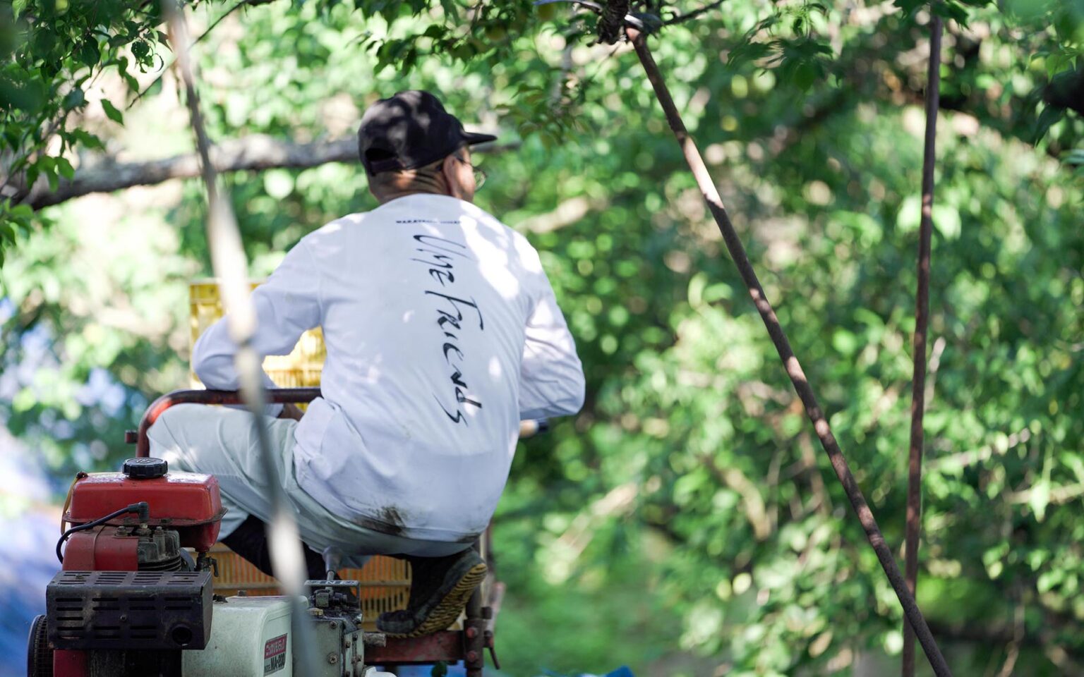 【和歌山県みなべ町】農業（梅）・林業（ウバメガシ）・「世界農業遺産/梅システム」・農家さんとのつながり