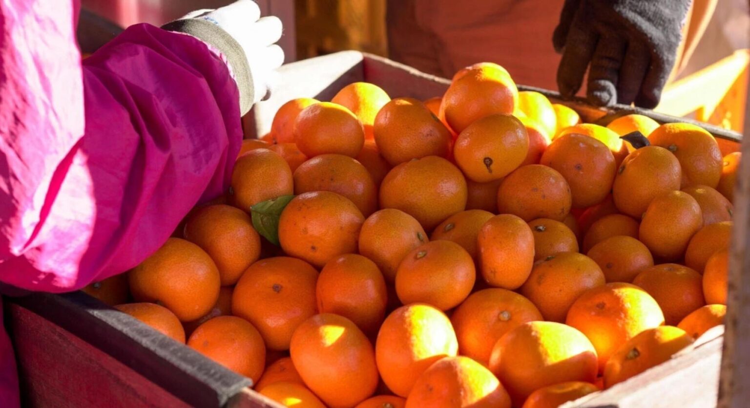 みかん収穫ワーケーション2025